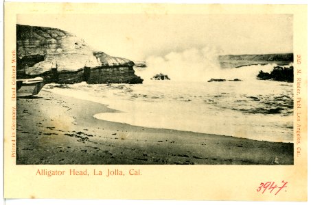 03947-La Jolla-1903-Alligator Head-Brück & Sohn Kunstverlag photo
