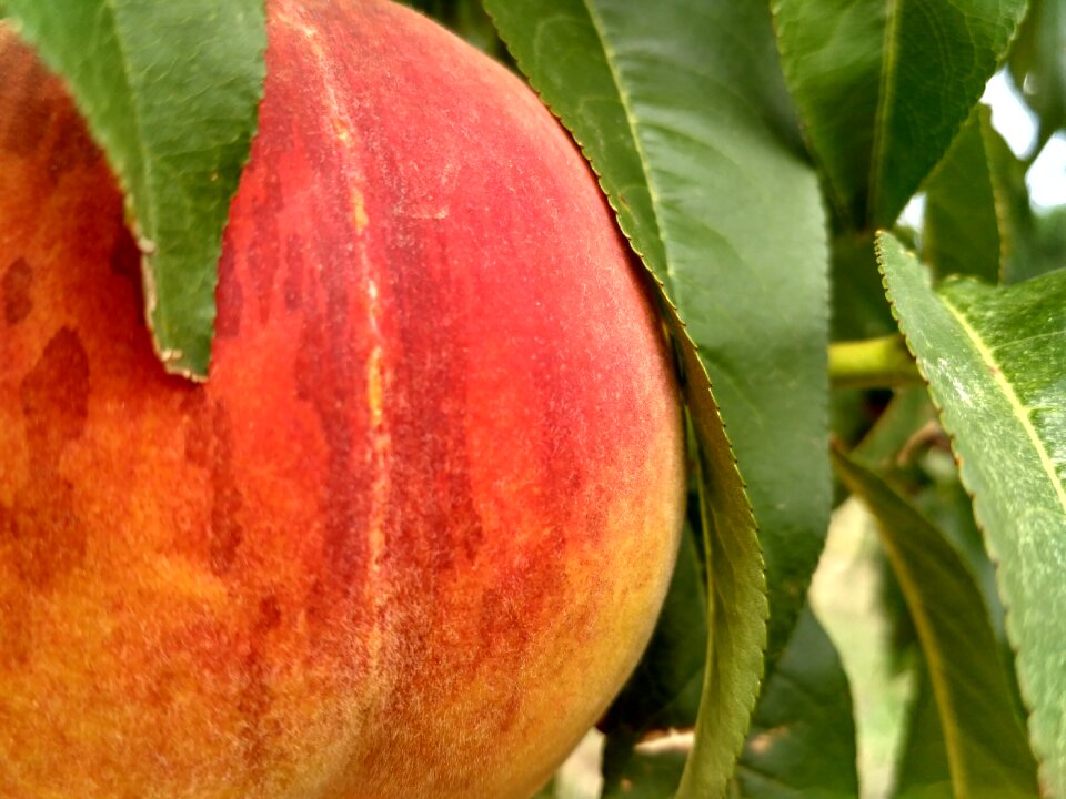 Hungary fruit orange