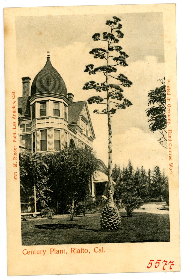 05577-Rialto-1904-Century Plant, Rialto, California-Brück & Sohn Kunstverlag