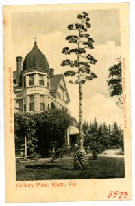05577-Rialto-1904-Century Plant, Rialto, California-Brück & Sohn Kunstverlag