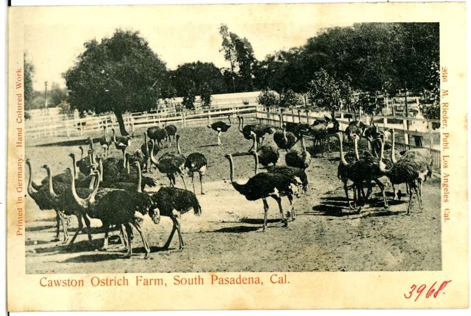 03968-S. Pasadena-1903-Cawston Ostrich Farm-Brück & Sohn Kunstverlag
