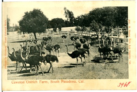 03968-S. Pasadena-1903-Cawston Ostrich Farm-Brück & Sohn Kunstverlag