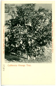 03984-Kalifornien-1903-California a Orange Tree-Brück & Sohn Kunstverlag