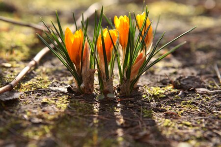 Season leaf flower photo