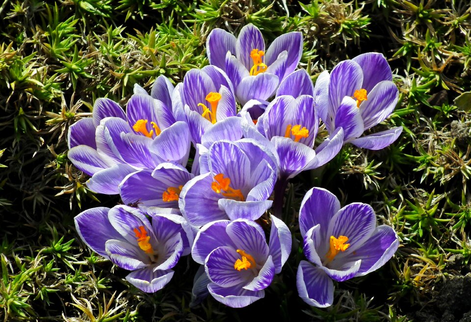 Nature plant garden