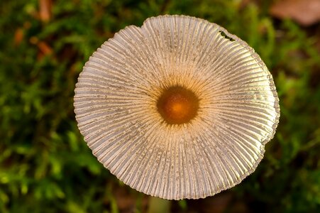 Autumn screen mushroom head photo