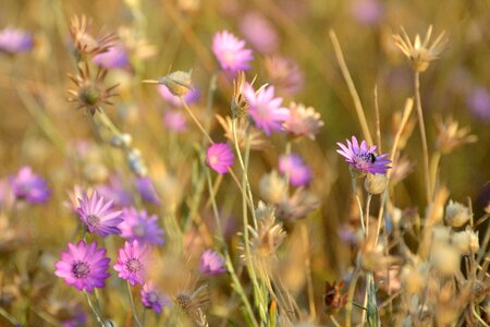 Handsomely plant summer