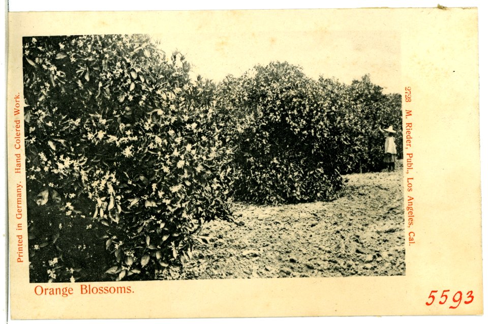 05593-Kalifornien-1904-Orange Blossoms-Brück & Sohn Kunstverlag