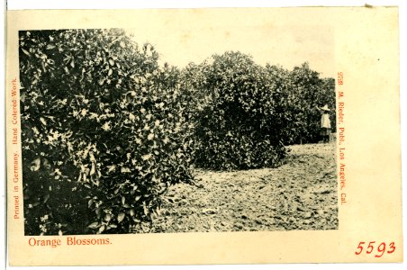 05593-Kalifornien-1904-Orange Blossoms-Brück & Sohn Kunstverlag