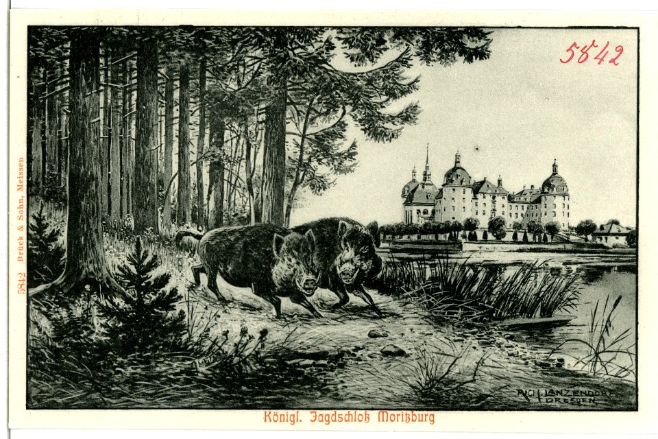 05842-Moritzburg-1905-Jagdschloß mit Wildschweinen-Brück & Sohn Kunstverlag