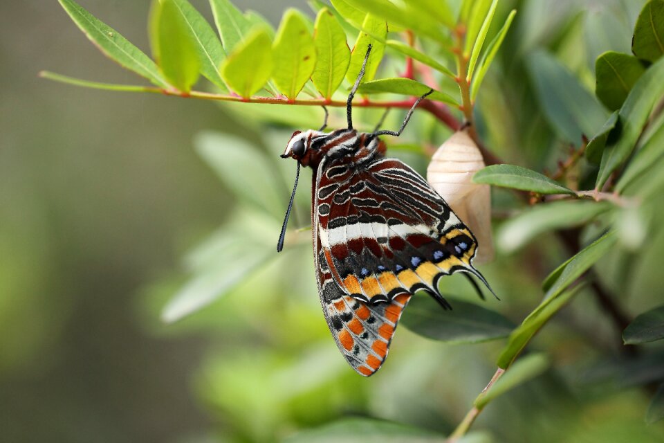 Wing fauna outdoor