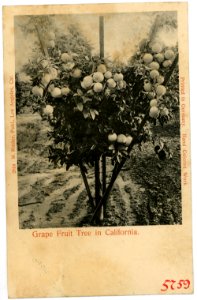05759-Kalifornien-1905-Grape Fruit Tree-Brück & Sohn Kunstverlag