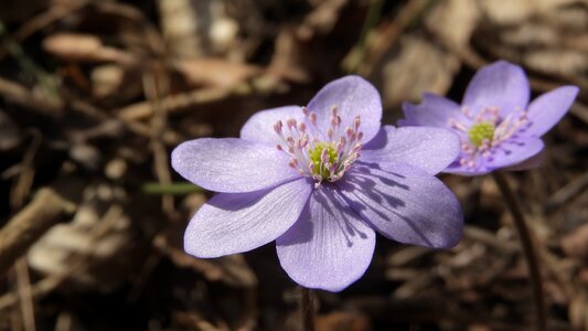 Purple flowers liverwort podléšky photo