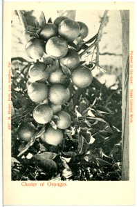 03979--1903-Cluster of Oranges-Brück & Sohn Kunstverlag