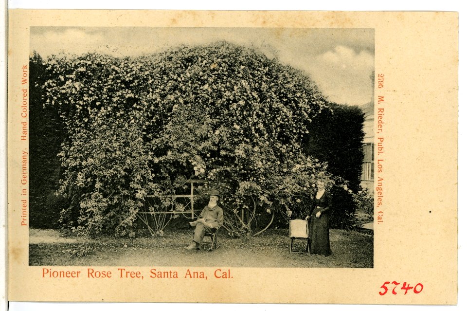 05740-Santa Ana-1905-Pioneer Rose Tree-Brück & Sohn Kunstverlag
