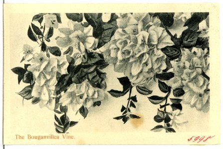 05998--1905-The Bouganvillea Vine-Brück & Sohn Kunstverlag