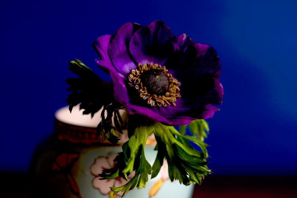 Purple violet flower