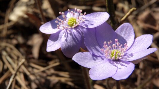 Purple flowers liverwort podléšky