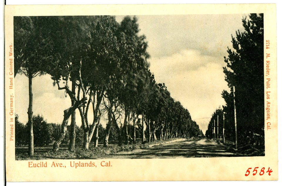 05584-Uplands-1904-Eucild Ave., Uplands, Cal.-Brück & Sohn Kunstverlag