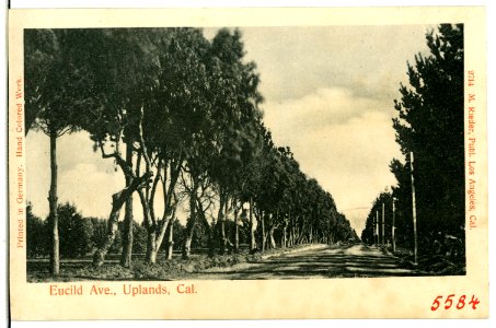 05584-Uplands-1904-Eucild Ave., Uplands, Cal.-Brück & Sohn Kunstverlag