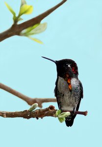 Endemic caribbean avian photo