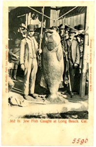 05590-Long Beach-1904-Jew Fish Caught at Long Beach, California-Brück & Sohn Kunstverlag