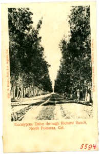 05594-North Pomona-1904-Eucalyptus Drive through Richard Ranch-Brück & Sohn Kunstverlag