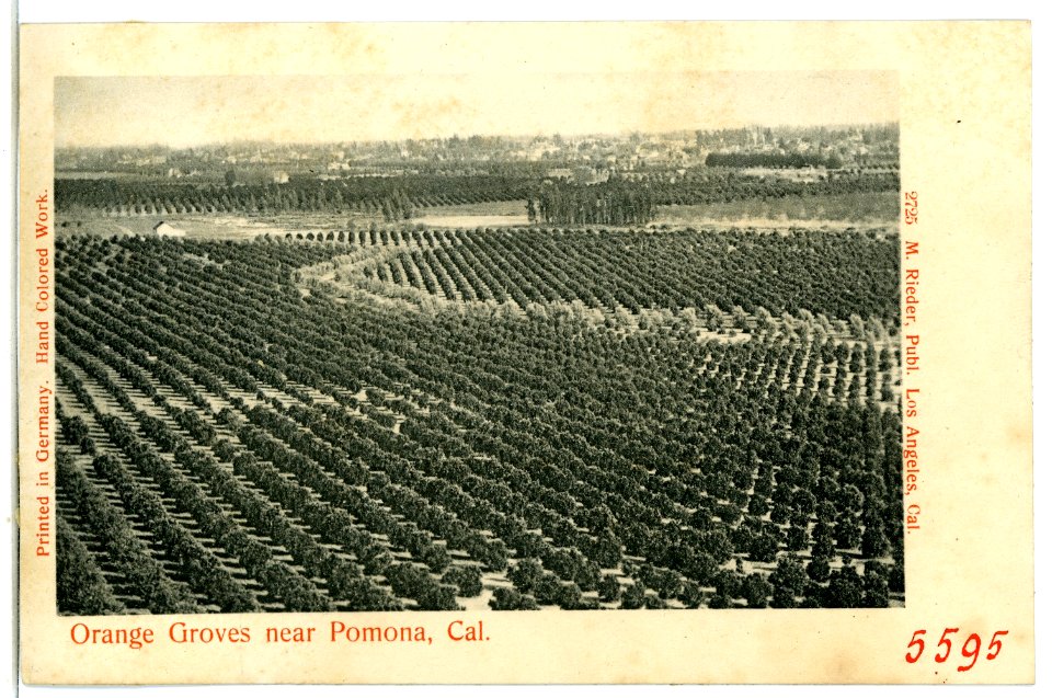 05595-Pomona-1904-Orange Groves near Pomona, California-Brück & Sohn Kunstverlag