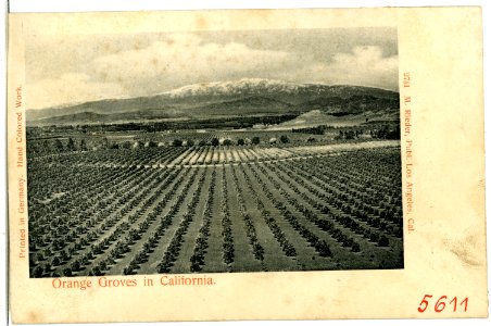 05611-Kalifornien-1904-Orange Groves in California-Brück & Sohn Kunstverlag