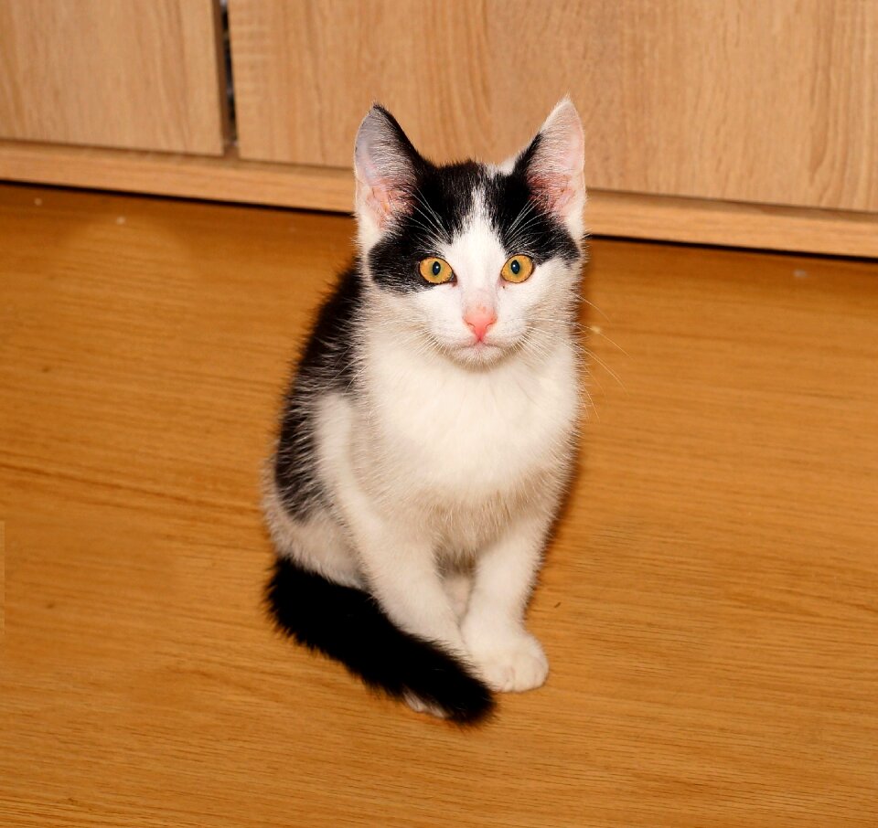 Curious kitten dear