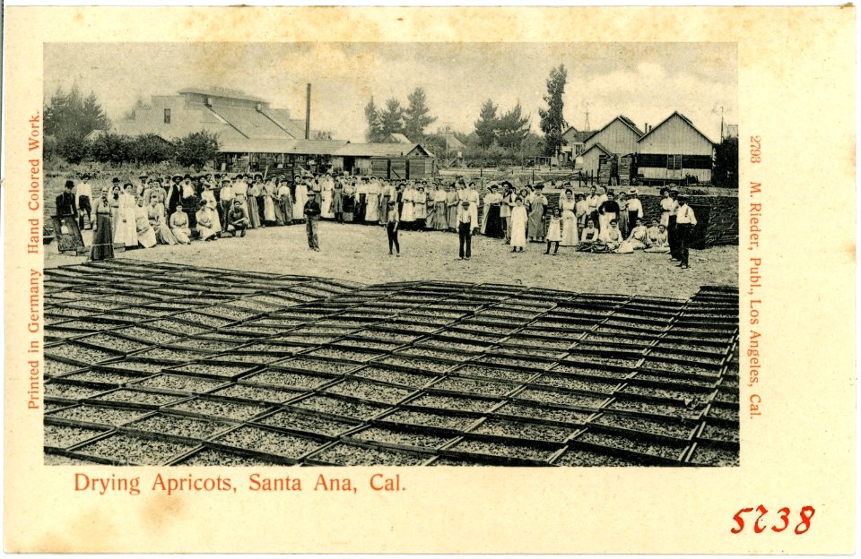 05738-Santa Ana-1905-Drying Apricots-Brück & Sohn Kunstverlag