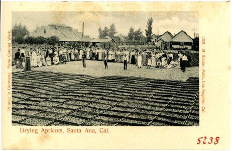 05738-Santa Ana-1905-Drying Apricots-Brück & Sohn Kunstverlag photo