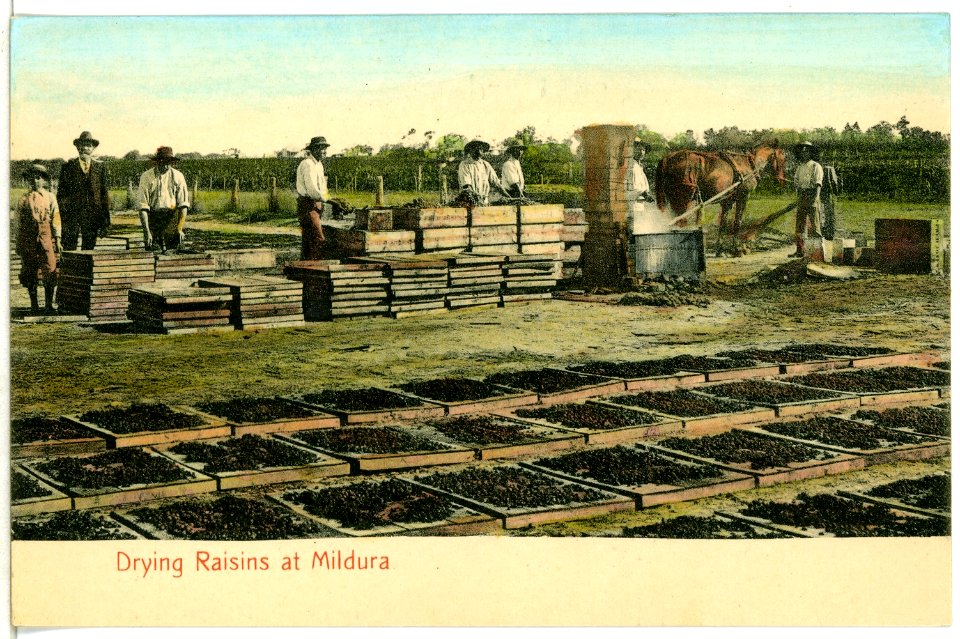 05979-Mildura-1905-Drying Raisins-Brück & Sohn Kunstverlag
