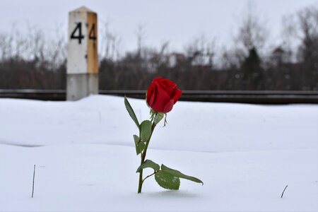 True love never dies love conquers all winter