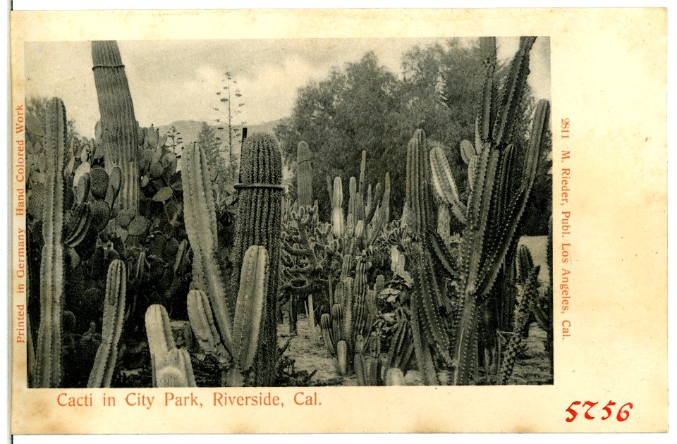 05756-Riverside-1905-Cacti in City Park-Brück & Sohn Kunstverlag