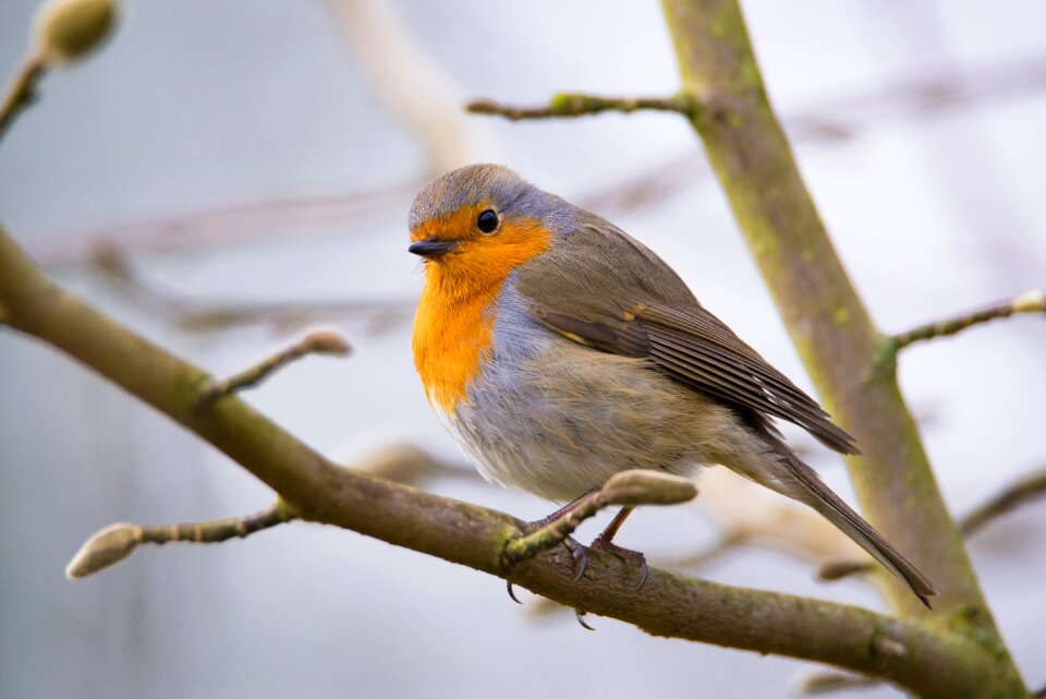 Animal world close up small bird