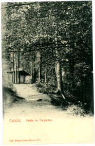 06442-Colditz-1905-Waldpartie im Tiergarten-Brück & Sohn Kunstverlag