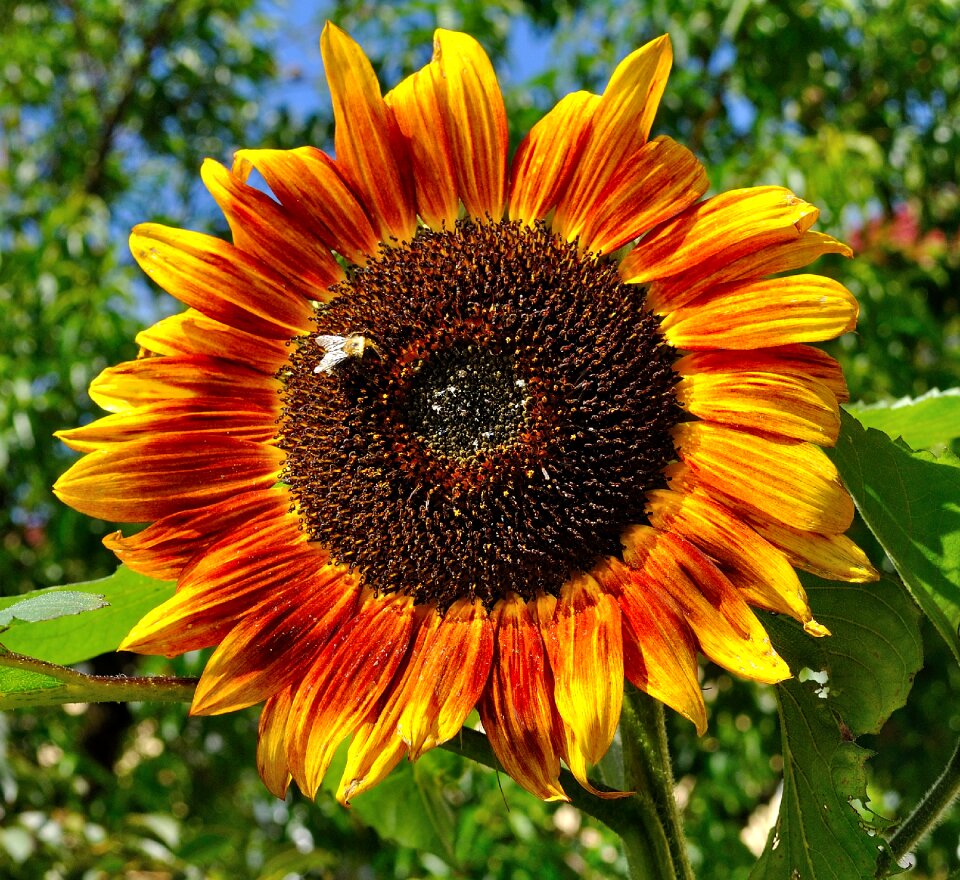 Close up flowers plant photo