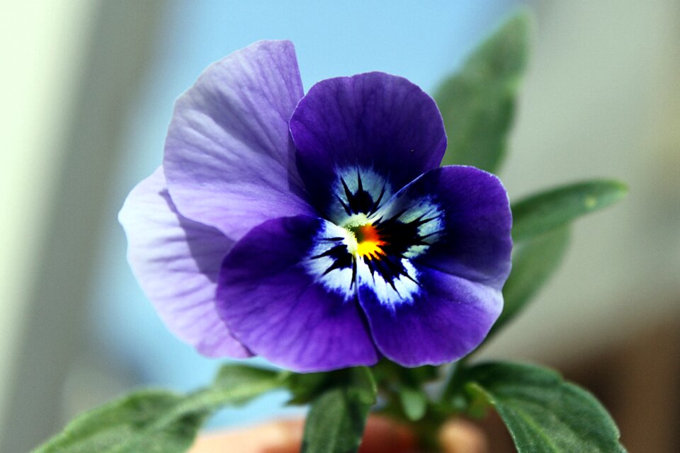 Flower nature blooms