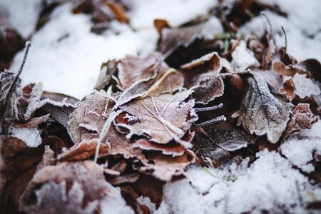 Frozen winter leaves photo