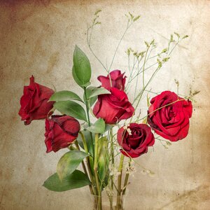 Vintage valentine brown rose
