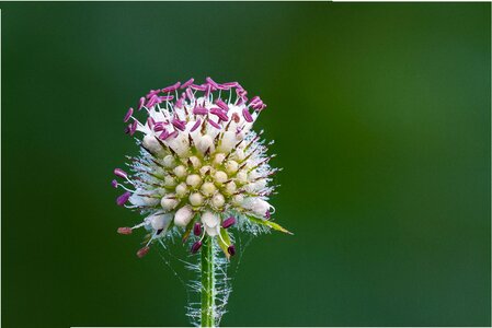 Violet flower prickly photo