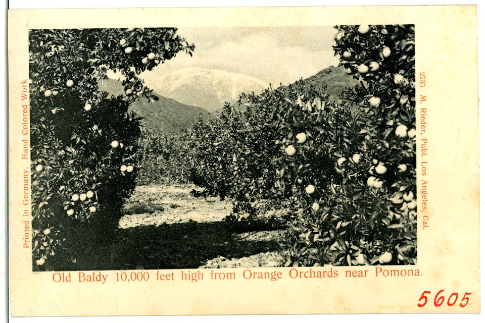 05605-Pomona-1904-Old Baldy 10000 feet high from Orange Orchards-Brück & Sohn Kunstverlag