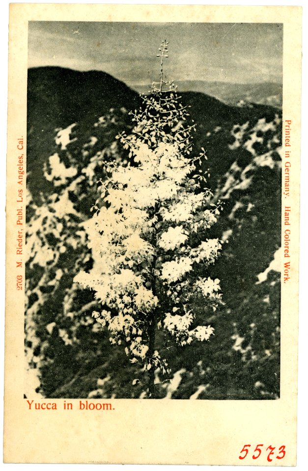 05573--1904-Yucca in bloom-Brück & Sohn Kunstverlag