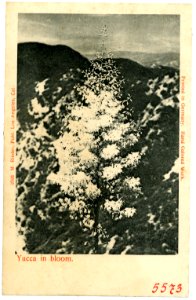 05573--1904-Yucca in bloom-Brück & Sohn Kunstverlag
