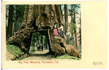 05059-Yosemite-1904-Big Tree Wawona-Brück & Sohn Kunstverlag
