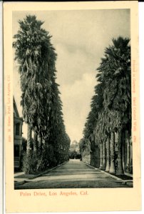 04904-Los Angeles-1903-Palm Drive-Brück & Sohn Kunstverlag