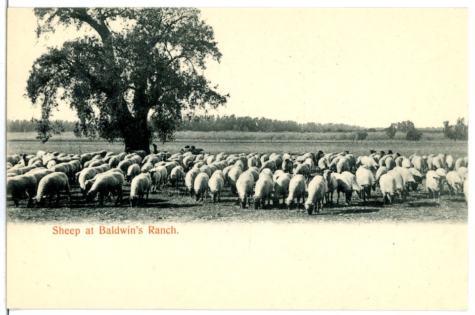 04940-Kalifornien-1903-Sheep at Baldwins Ranch-Brück & Sohn Kunstverlag