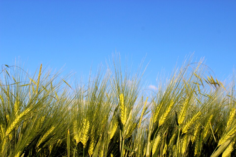 Field agriculture cereal grain