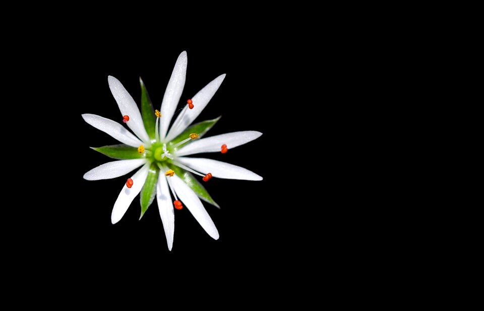 Black stellaria graminea the lone